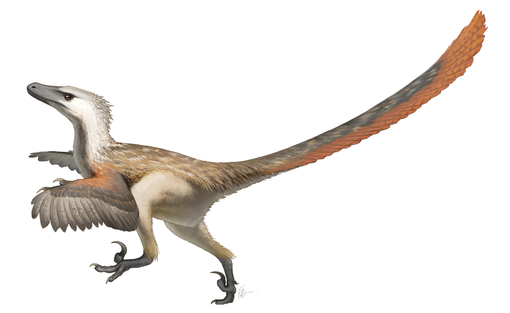 Did The Velociraptors Have Feathers Paleontology World   It Seems Most Likely That Velociraptor Had Feathers On Its Whole Body And Not Just Its Arms. This Is An Artist’s Impression Of Velociraptor Mongoliensis. 